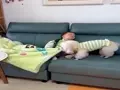 잠 든 아이를 본 강아지 반응.mp4 썸네일